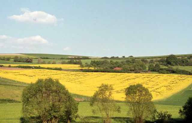 rape fields